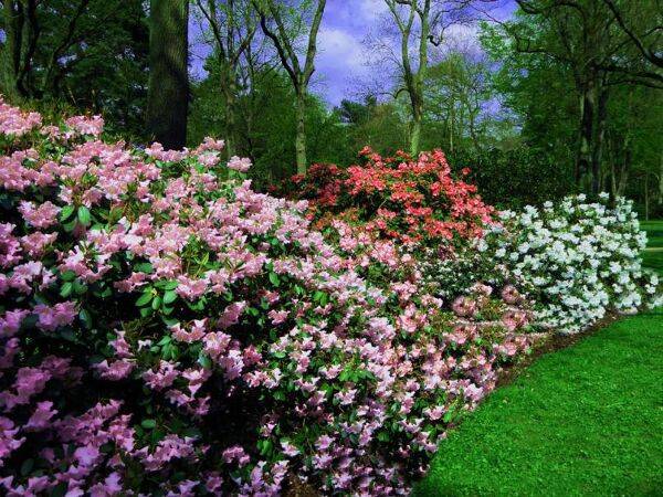 Massifs de rhododendrons