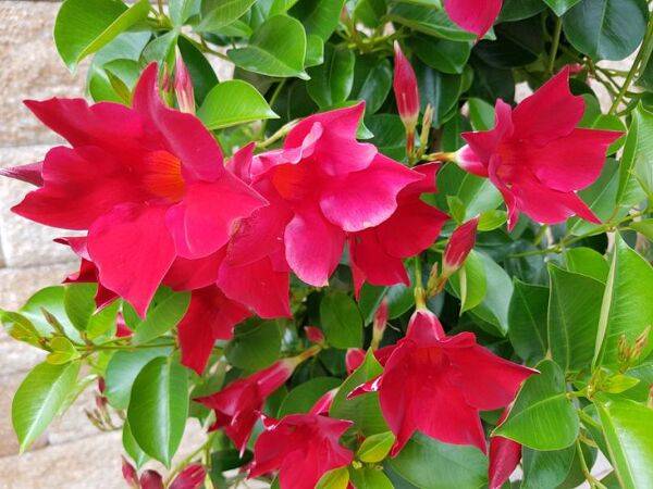 Le jasmin du Brésil ou Dipladenia 