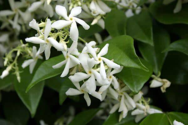 Planter le jasmin