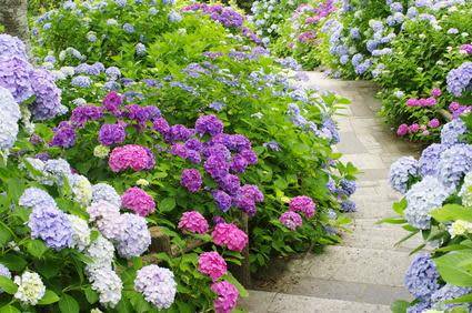 Entretien des hortensias