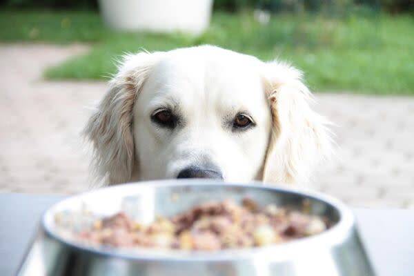 Nourrir son chien : la bonne ration au bon moment