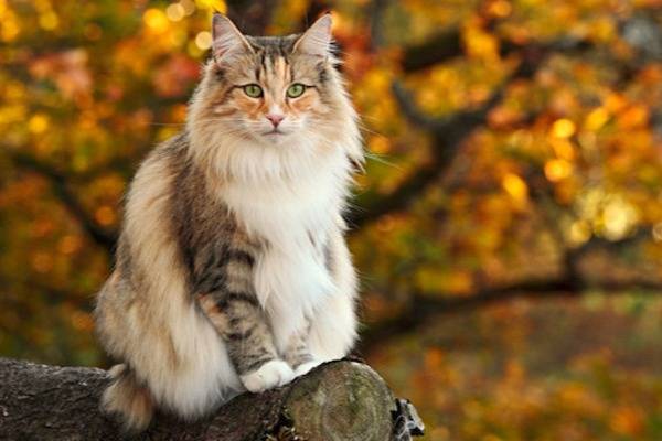 Le chat Norvégien : origine, caractère, alimentation