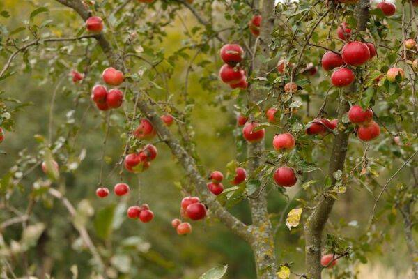 Comment soigner un pommier qui perd ses feuilles ? ©Игорь Верютин - stock.adobe.com
