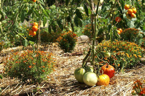 Des tomates en bonne compagnie