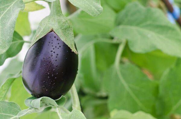Planter les aubergines