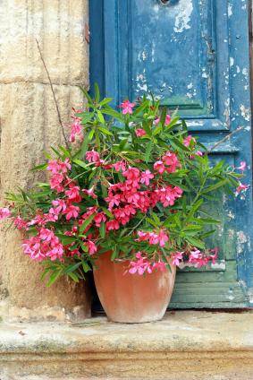 Planter un laurier rose en pot