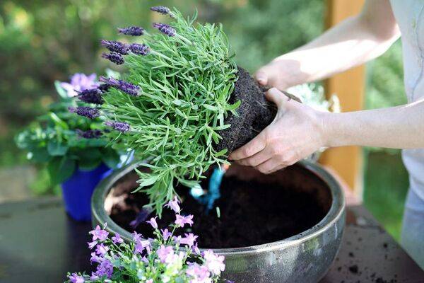 Planter la lavande