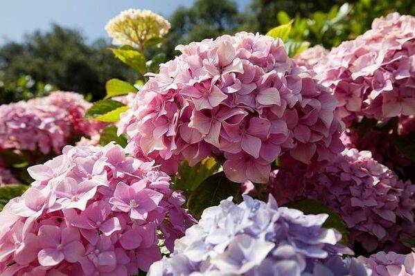 Taille de l'hortensia macrophylla