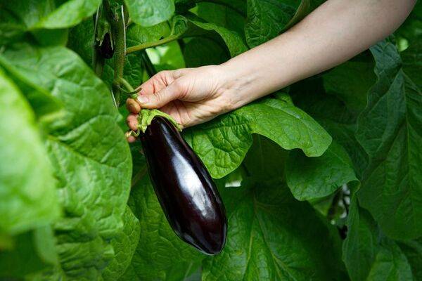 Entretien des pieds d'aubergines