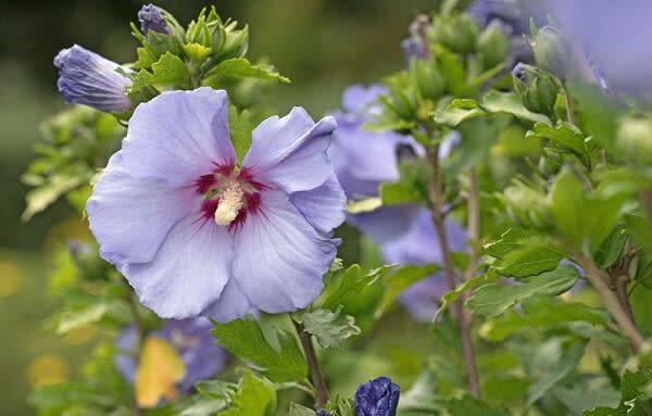 Hibiscus