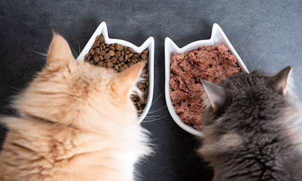 Choisir la meilleure pâtée pour chat Hill’s
