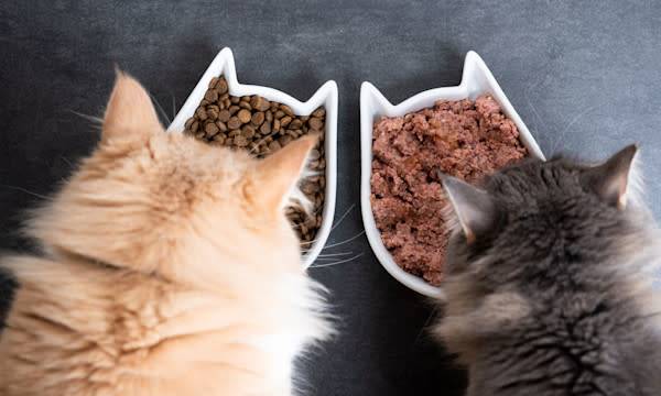 Choisir la meilleure pâtée pour chat Hill’s