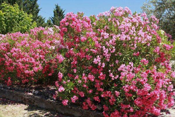 Quel paillage choisir pour le laurier-rose ?