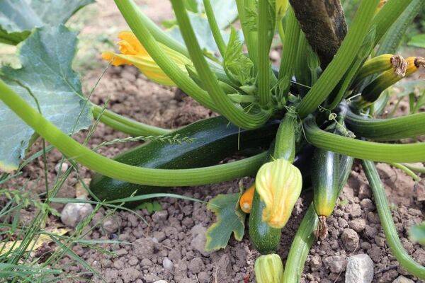 Quelle récolte espérer par pied de courgettes ?