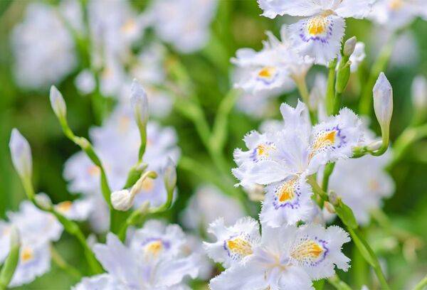 Iris japonica