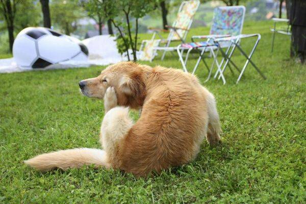 Prendre soin de son chien en vacances