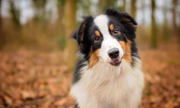 Nom de chien - © Jess Wealleans - stock.adobe.com