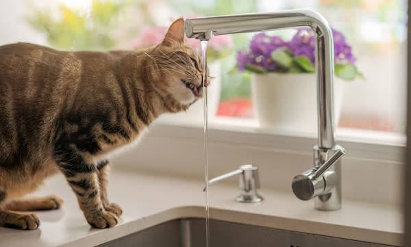 La meilleure eau pour votre chat