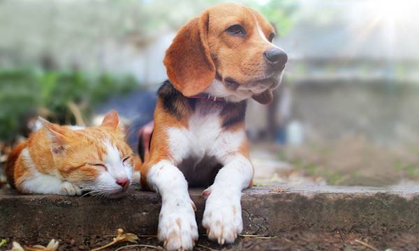 Comment rendre son chien et son chat heureux ?