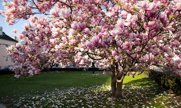 Quand et comment tailler un magnolia ? - © kryscina - stock.adobe.com
