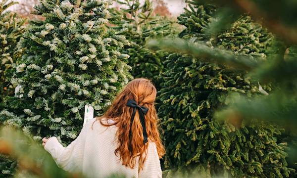  Choisir un sapin en pot - © Diana Vyshniakova - stock.adobe.com
