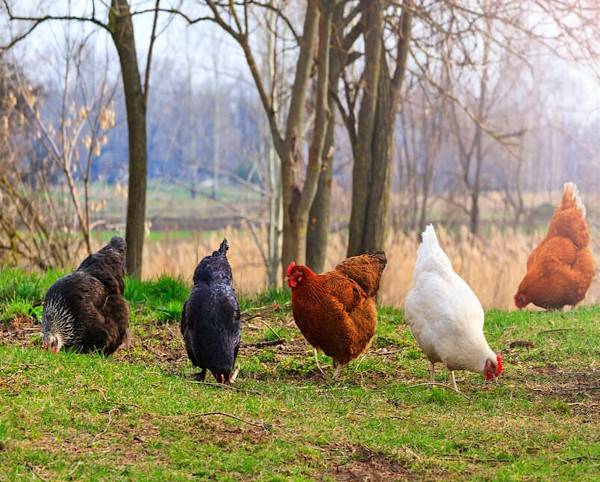 Des poules en liberté sont presque autonomes pour leur alimentation 