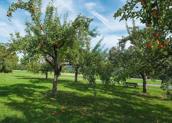 Quel est le meilleur engrais pour les arbres fruitiers ? - © fotografci - stock.adobe.com