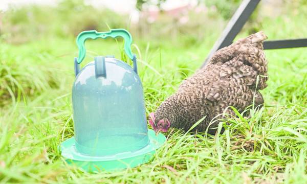 # Choisir un abreuvoir pour les poules - © Studio EVO