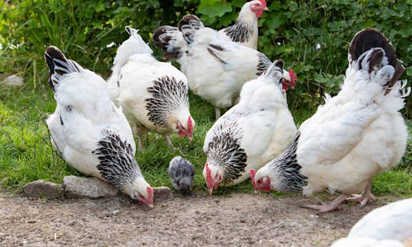  Poule ou poussin ? - © AGDER - stock.adobe.com
