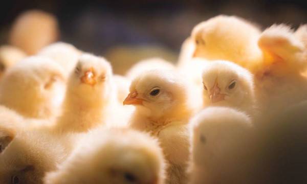 Comment faire le démarrage des poussins ? - © Youji Okawa - stock.adobe.com
