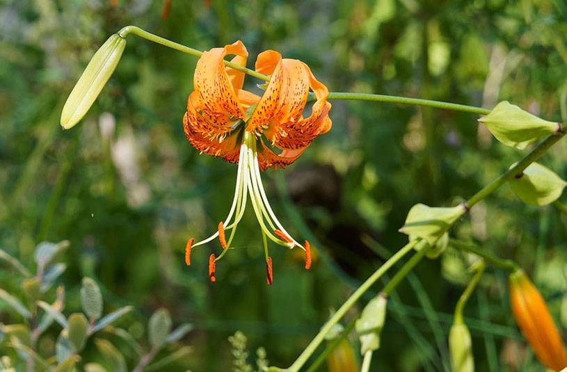 Lilium henryi ou Lis de Henry