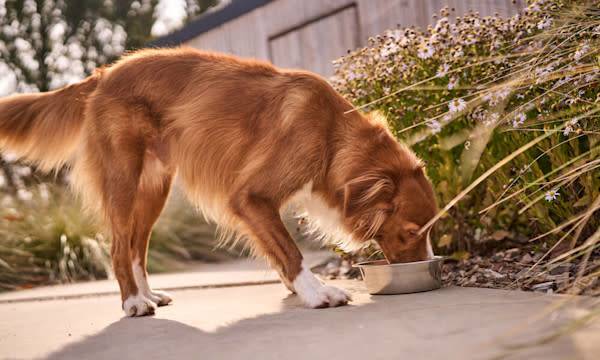 Quelles croquettes pour son chien ? - © Studio EVO