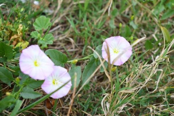 # Comment se débarrasser du liseron qui envahit votre jardin ? © A Nature's clicks - stock.adobe.com
