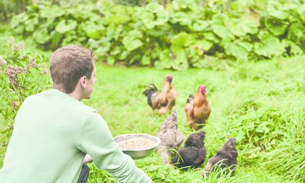 Avoir des poules en ville - © Studio EVO