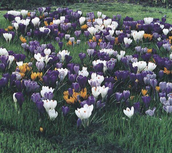 Planter des crocus dans la pelouse