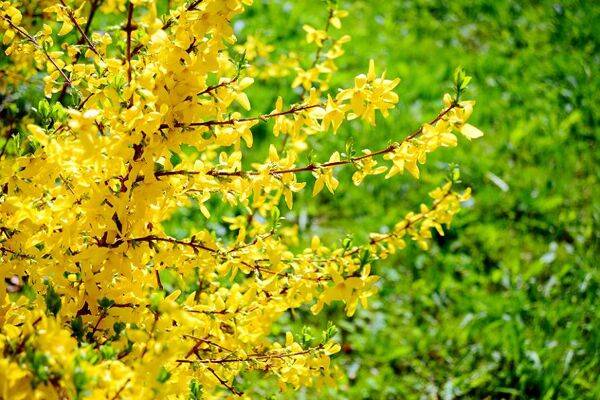 Maladies du forsythia