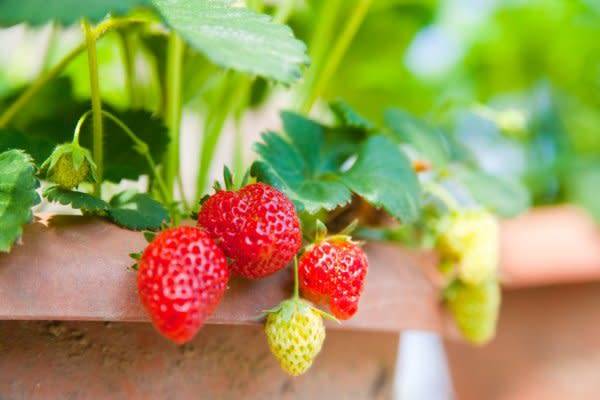 #Quelles variétés de fraises choisir à cultiver sur un balcon ? © Magalice - stock.adobe.com