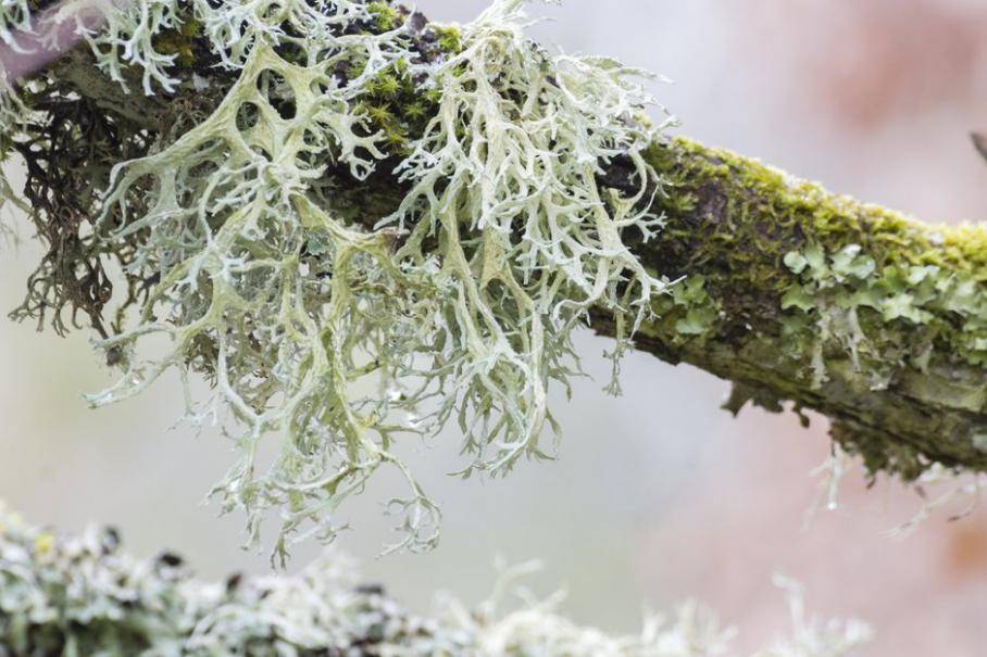 Lichen stabilisé - 500 g - Vert clair gazon Lichen stabilisé - 500 g - Vert clair gazon
