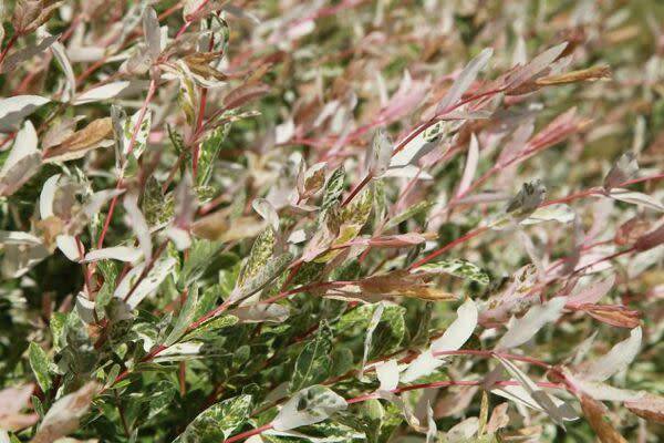 Saule crevette