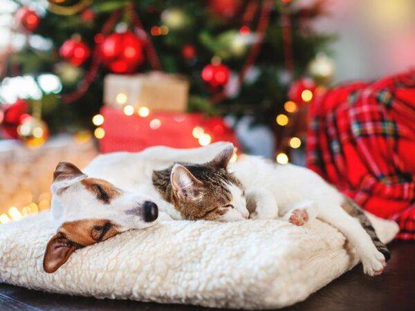 Idées de cadeaux pour vos animaux : chien, chat, poule, lapin nain...