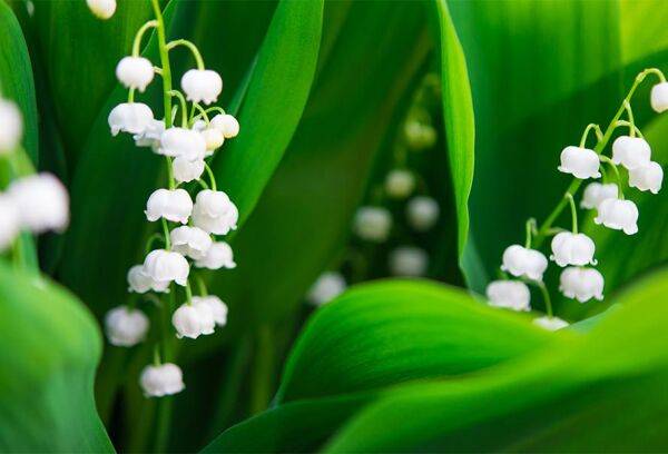 Planter le muguet