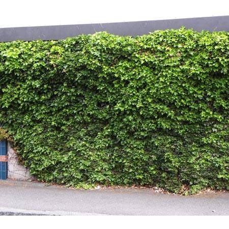 Planter le lierre
