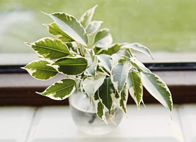 monstera adansonii variegata Monstera adansonii variegated aurea (4-5 Leaves)