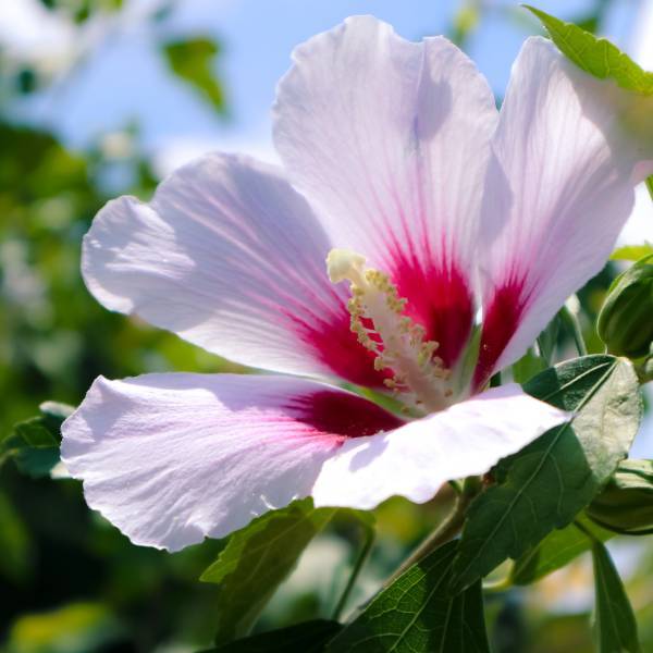 Fleur d'Hibiscus syriacus rose