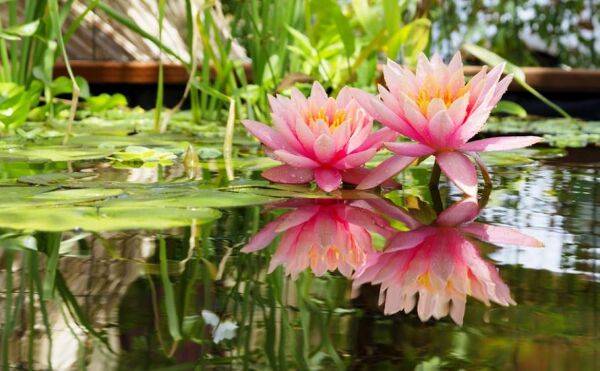 Un bassin avec des plantes aquatiques
