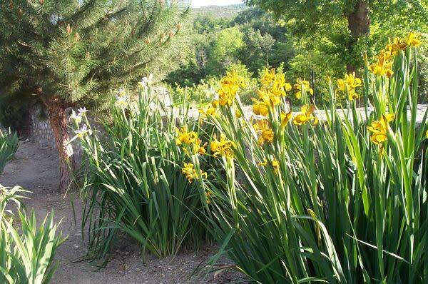 Iris : feuilles trouées