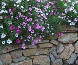 Planter un muret fleuri