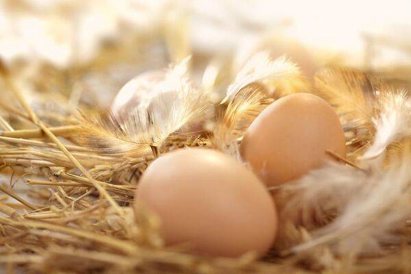 Quelle poule pondeuse choisir ? # Quelle poule pondeuse choisir ? 
