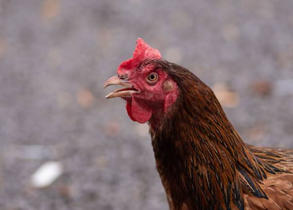 Le langage des poules - © NgocHuy - stock.adobe.com
