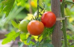 Tomates rouges sur leur plant